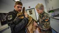  Ein Polizist hält einen Hund im Arm während ein Soldatin ihn mit dem Stethoskop untersucht.