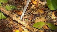 Zwischen Blättern und Ästen ist auf einem Waldboden ein Metallring zu erkennen.