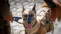 Ein Hund mit einem Geschirr am Körper auf dem „Feldjäger“ steht.