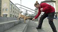 Eine Frau animiert einen Welpen die Treppen runter zu gehen