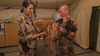 Zwei Soldaten untersuchen einen Hund