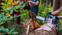 Ein Soldat bearbeitet einen gefällten Baum mit einem Schäleisen, ein Forstarbeiter sägt am Stamm.