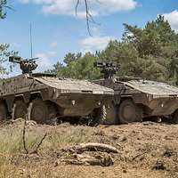 Zwei GTK Boxer stehen nebeneinander im Wald